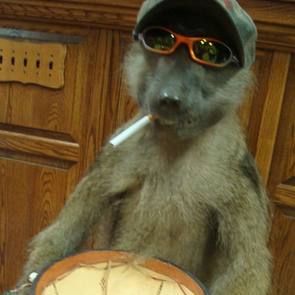 Meet your Posher, Chet - Picture 1 of 1